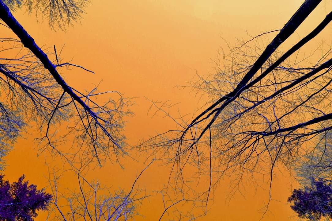 Trees Love