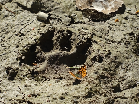 Paw-fly