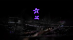 Fantasy purple flower